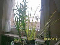 Carice, Salicerella, Typha latifolia