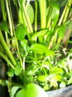 Carice, Salicerella, Typha latifolia