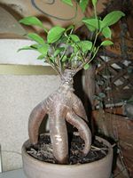 Ficus Macrocarpa