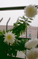 Fiore di crisantemo bianco