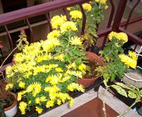 Fiore di crisantemo giallo