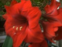 Fiore amaryllis rosso
