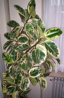 Ficus Elastica variegata