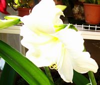 Fiore di Amaryllis bianco II