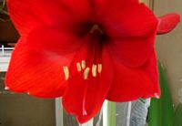 Fiore di amaryllis rosso